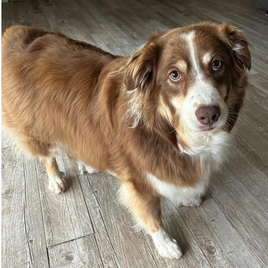 Bear, Adoptable, Adult Male Australian Shepherd.