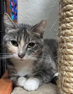 Tina, a Adopted Dilute Calico in Walnut Creek, CA image 1/2