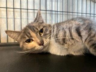 Tina, a Adopted Dilute Calico in Walnut Creek, CA image 2/2