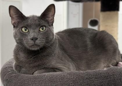 Douglas, Adoptable, Adult Male Domestic Short Hair & Domestic Short Hair.