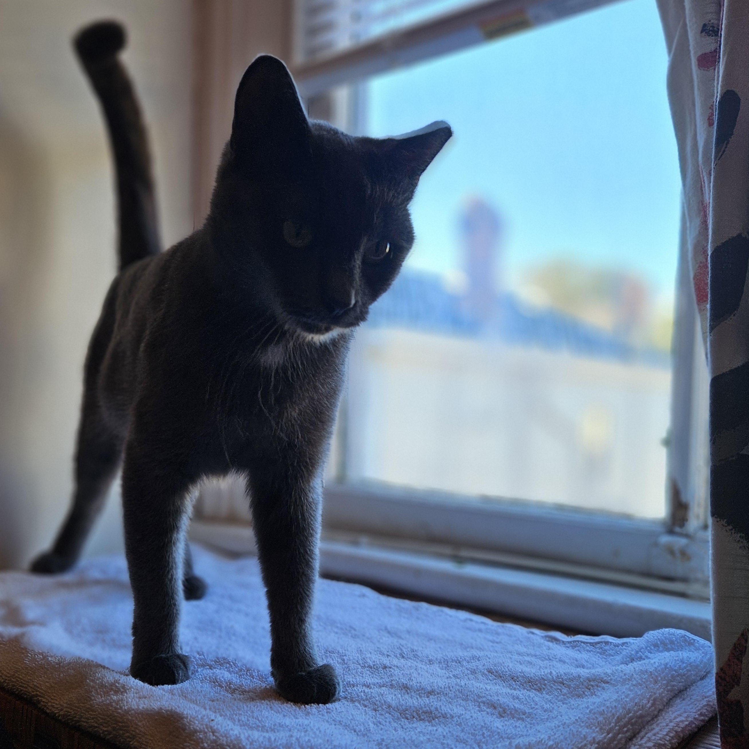 Enlarge Carmilla, a Adoptable Russian Blue in Wilmington, NC image 4/6