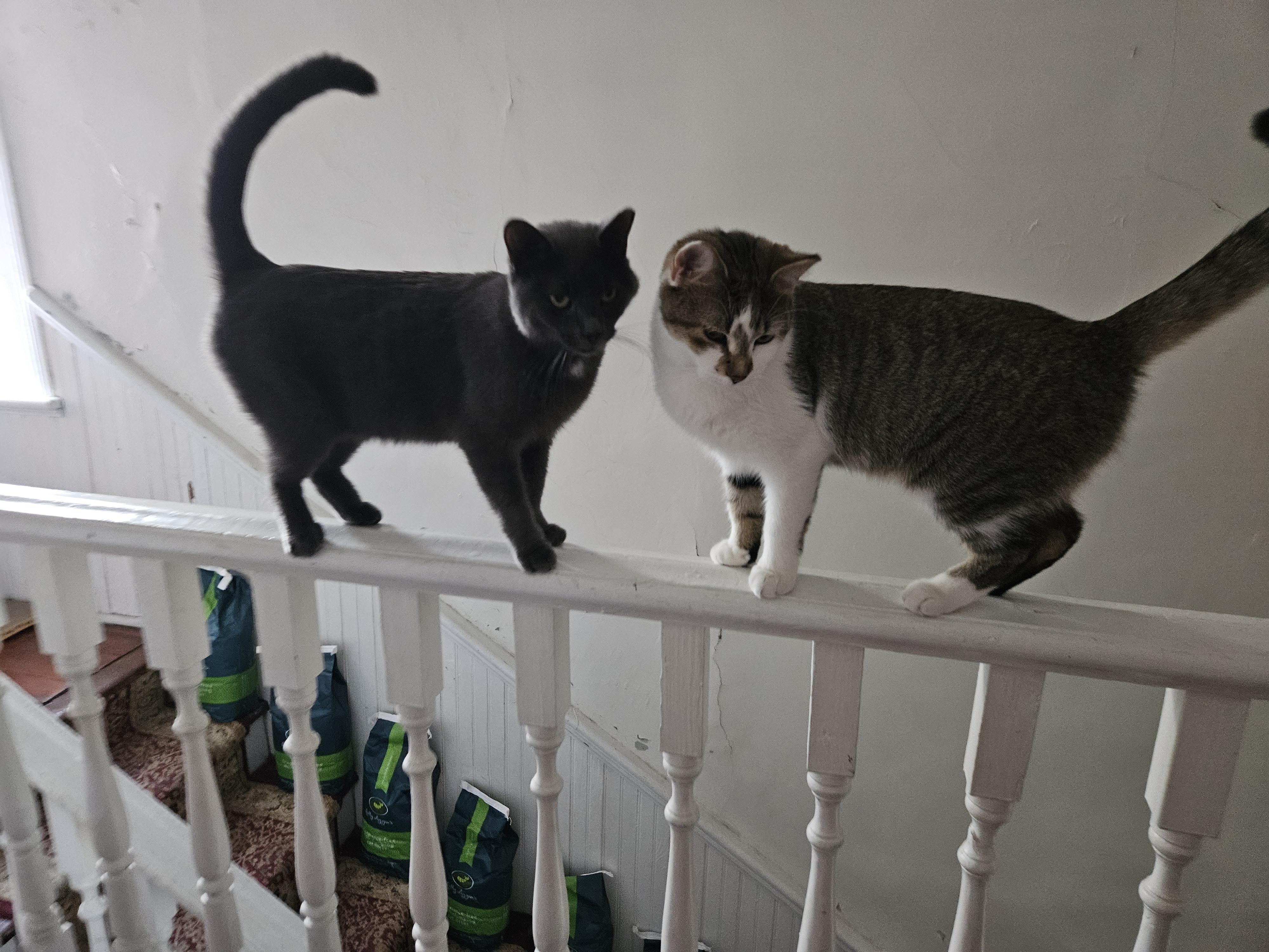 Enlarge Carmilla, a Adoptable Russian Blue in Wilmington, NC image 4/6