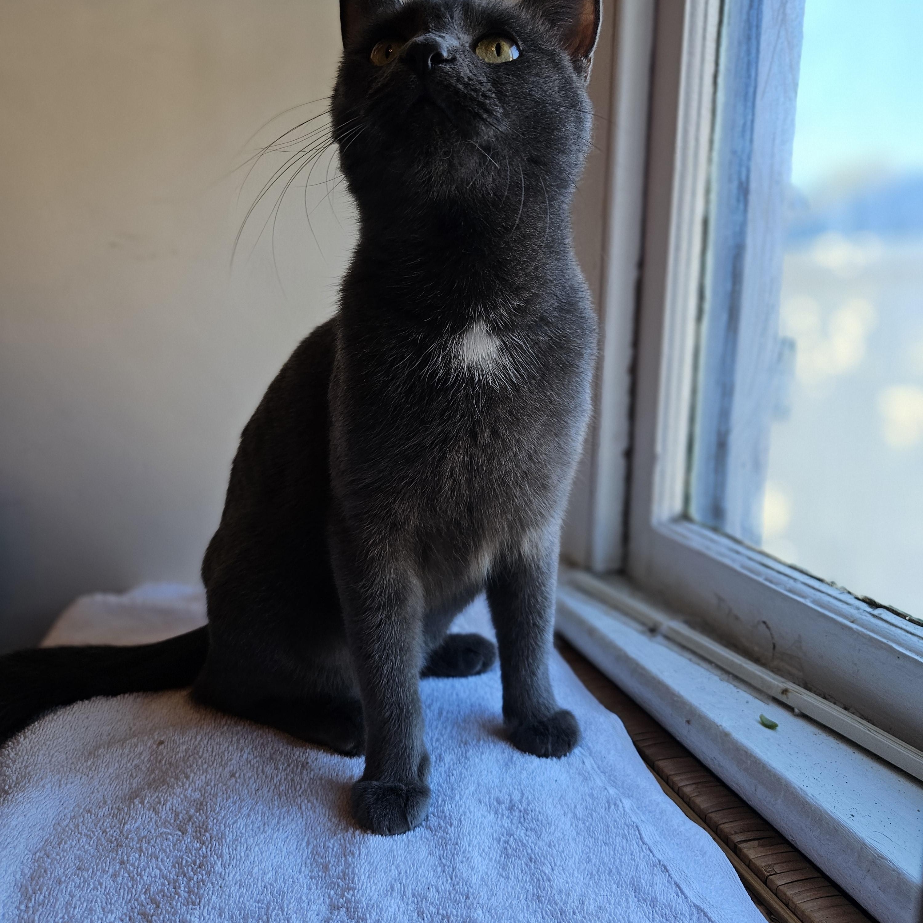 Enlarge Carmilla, a Adoptable Russian Blue in Wilmington, NC image 3/6