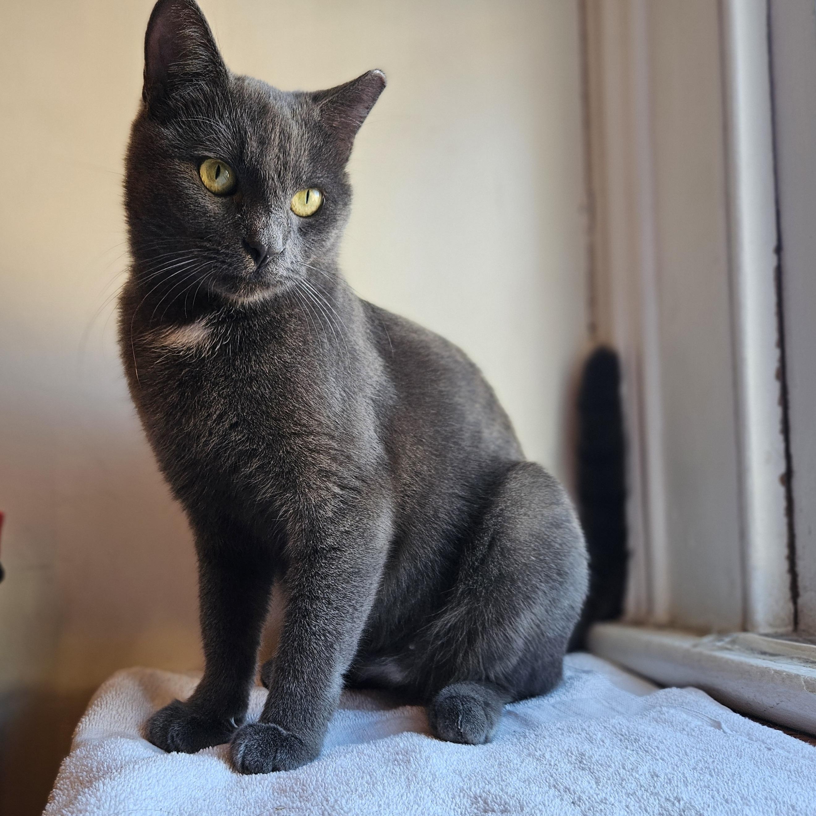 Carmilla, Adoptable, Adult Female Russian Blue.