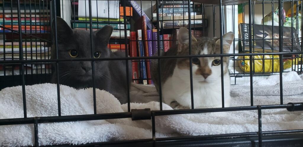 Enlarge Carmilla, a Adoptable Russian Blue in Wilmington, NC image 5/6