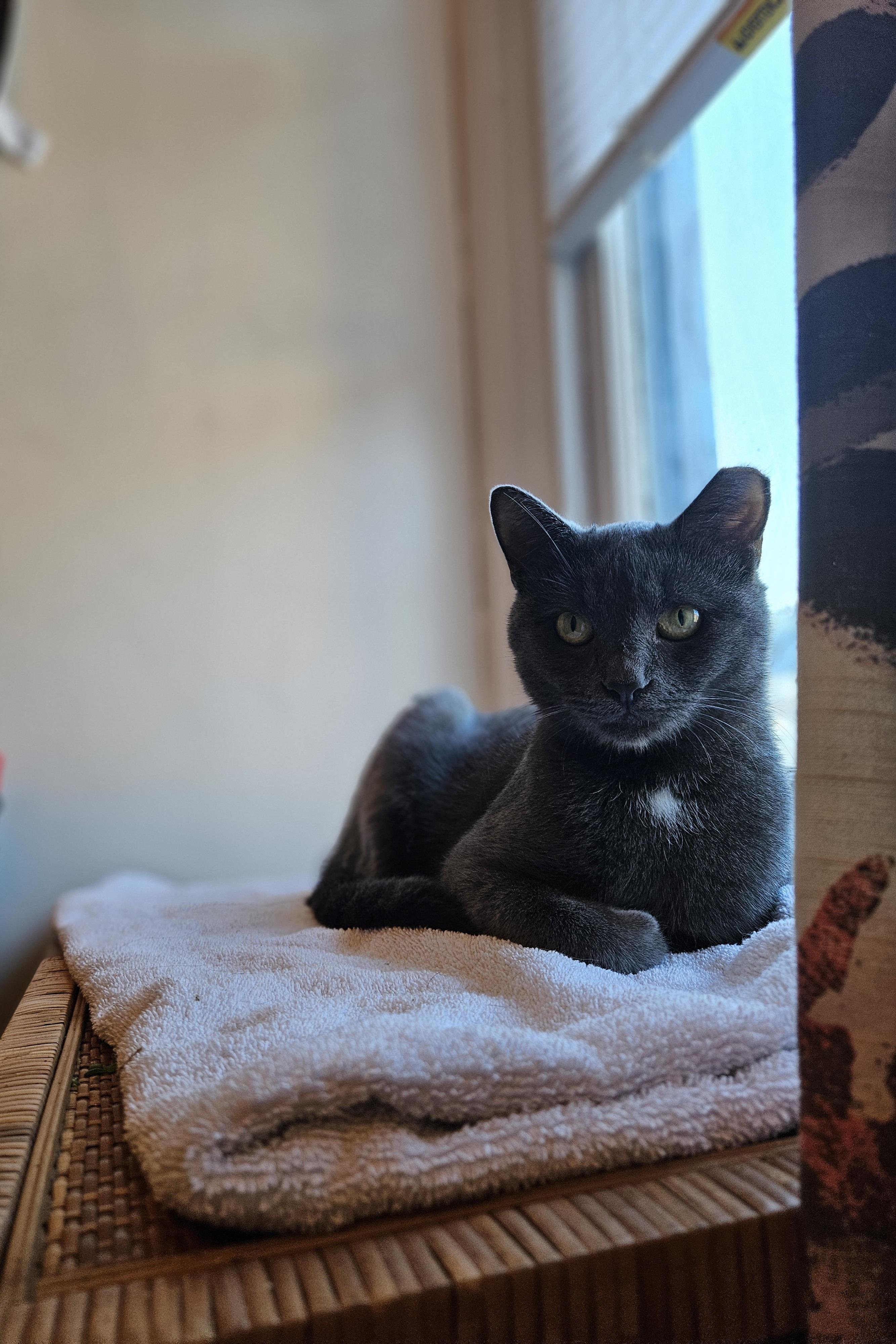 Enlarge Carmilla, a Adoptable Russian Blue in Wilmington, NC image 2/6