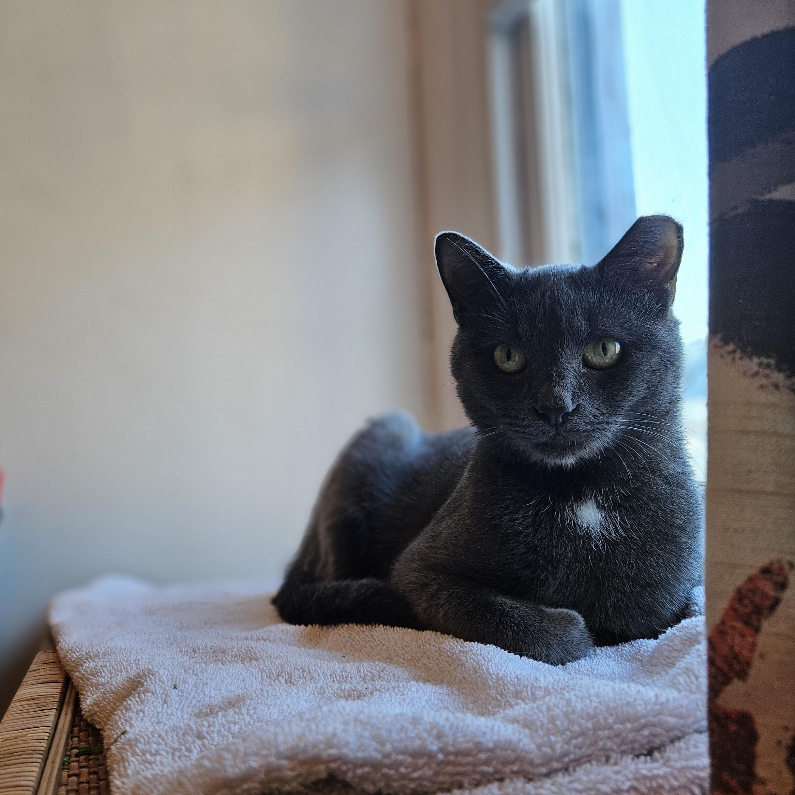 Enlarge Carmilla, a Adoptable Russian Blue in Wilmington, NC image 2/6