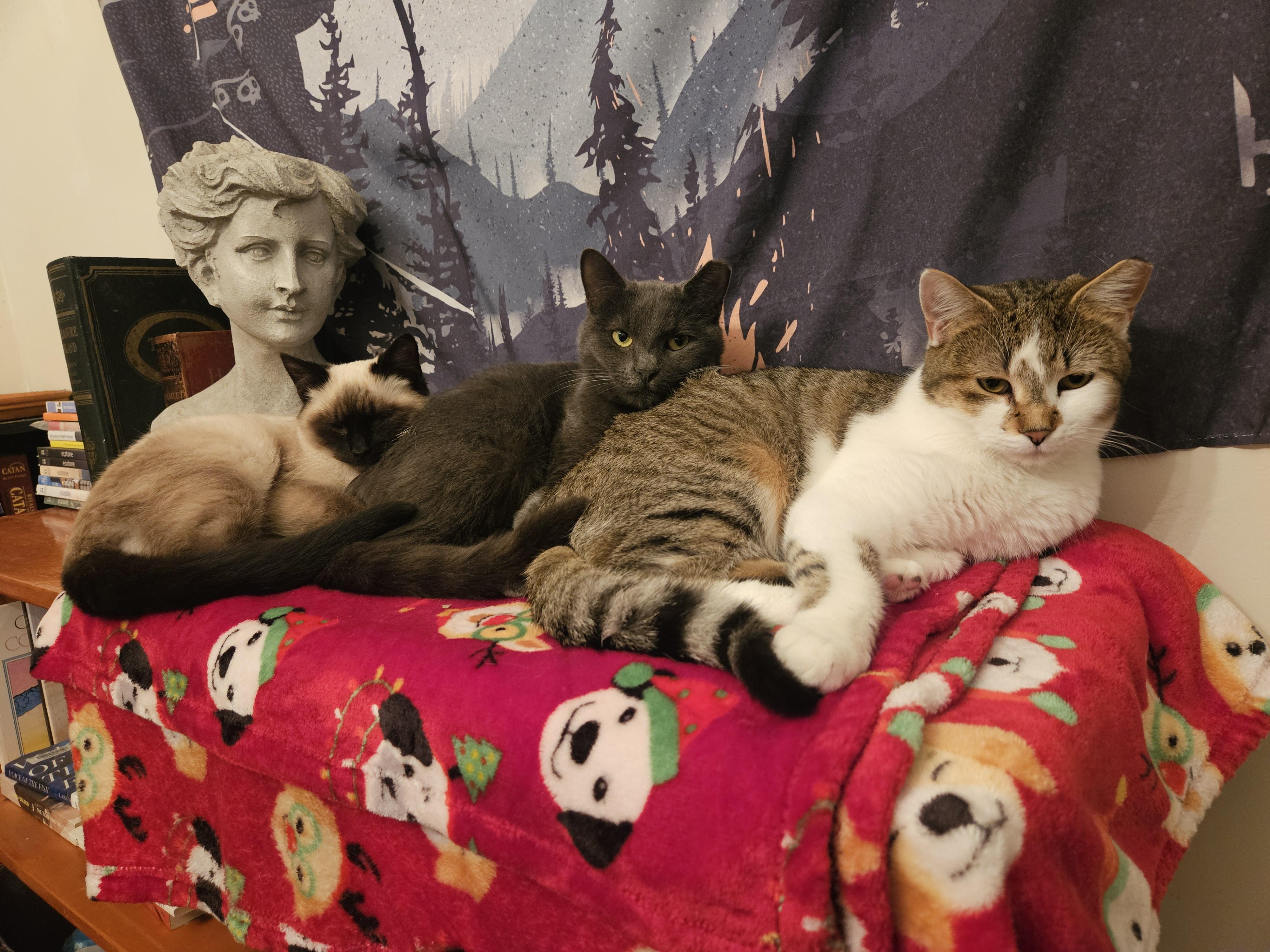 Carmilla thumbnail 5