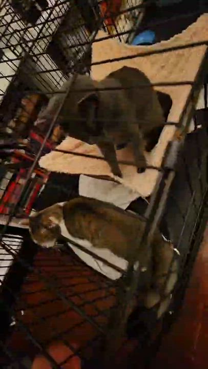 Enlarge Carmilla, a Adoptable Russian Blue in Wilmington, NC video 6/6