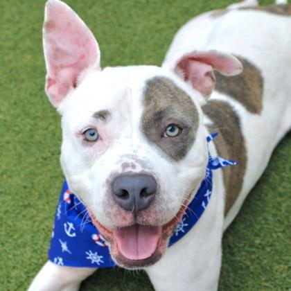 Smokey, Adoptable, Adult Male Terrier & Mixed Breed.
