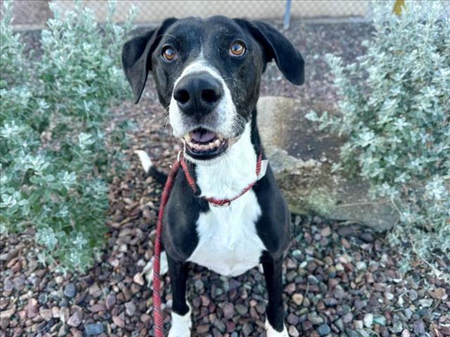 Enlarge NEKO, a Adoptable mixed breed in Mesa, AZ image 1/1
