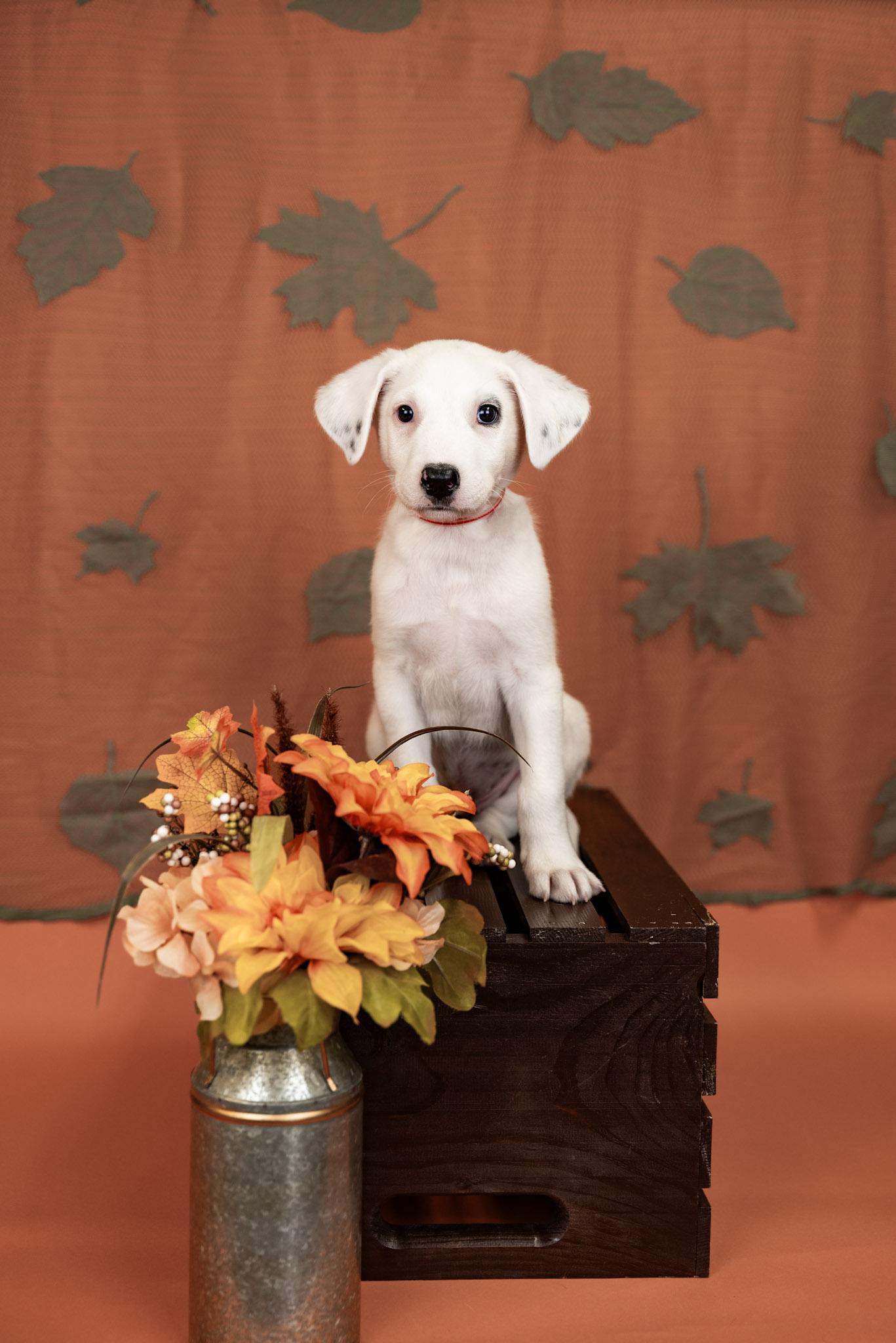 852-26, Adopted, Puppy Male Shepherd & Pit Bull Terrier.