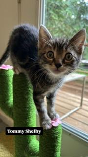 Tommy Shelby, a ADOPTABLE Domestic Short Hair in Portland, OR image 1/4