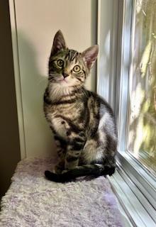 Tommy Shelby, ADOPTABLE, Kitten Male Domestic Short Hair.