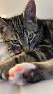 Enlarge Tommy Shelby, a ADOPTABLE Domestic Short Hair in Portland, OR image 2/4