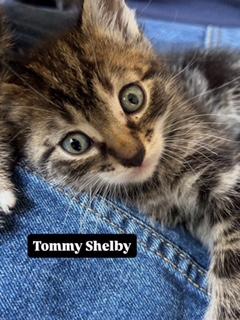 Tommy Shelby, a ADOPTABLE Domestic Short Hair in Portland, OR image 3/4