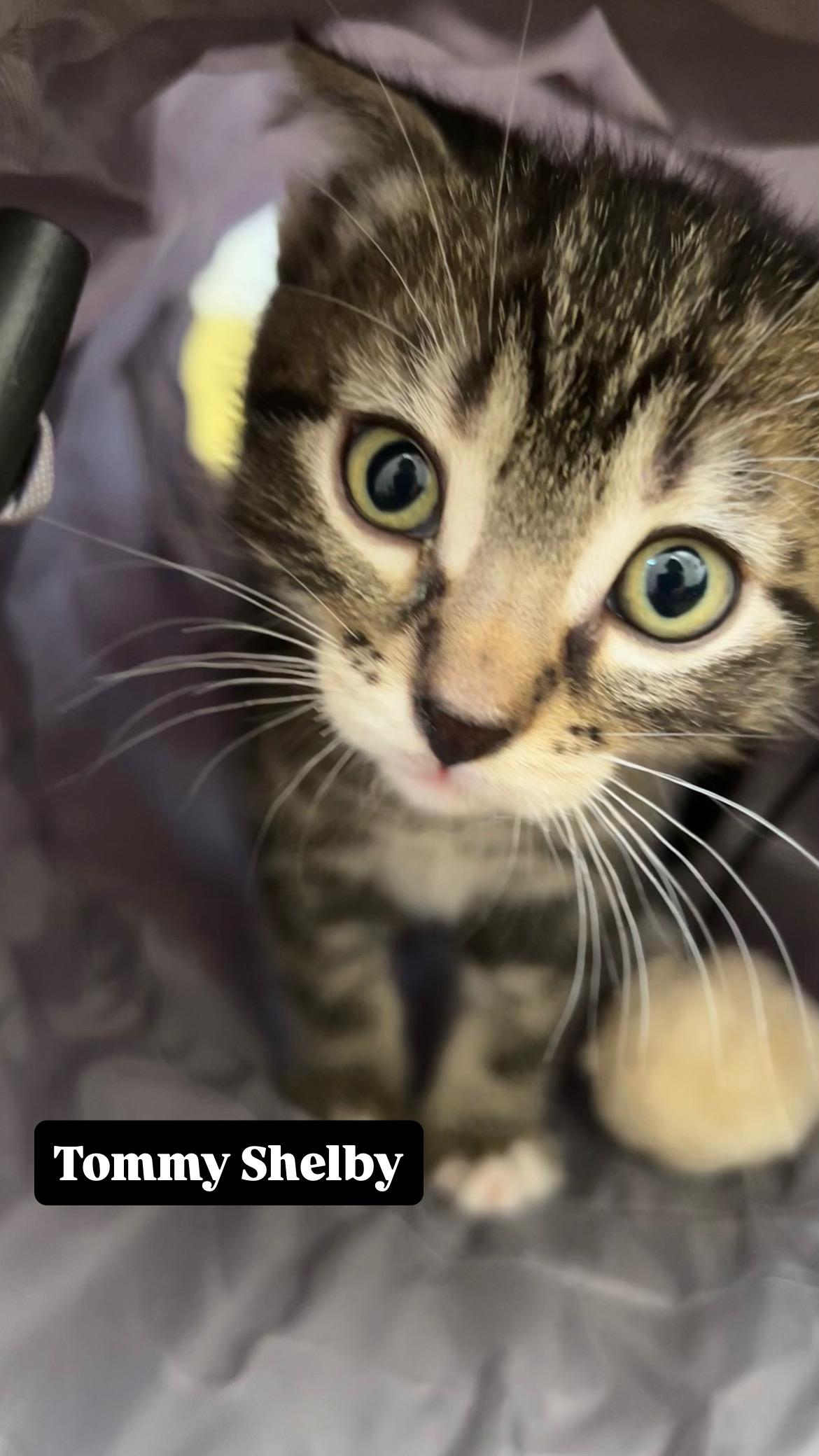 Tommy Shelby, a ADOPTABLE Domestic Short Hair in Portland, OR image 4/4