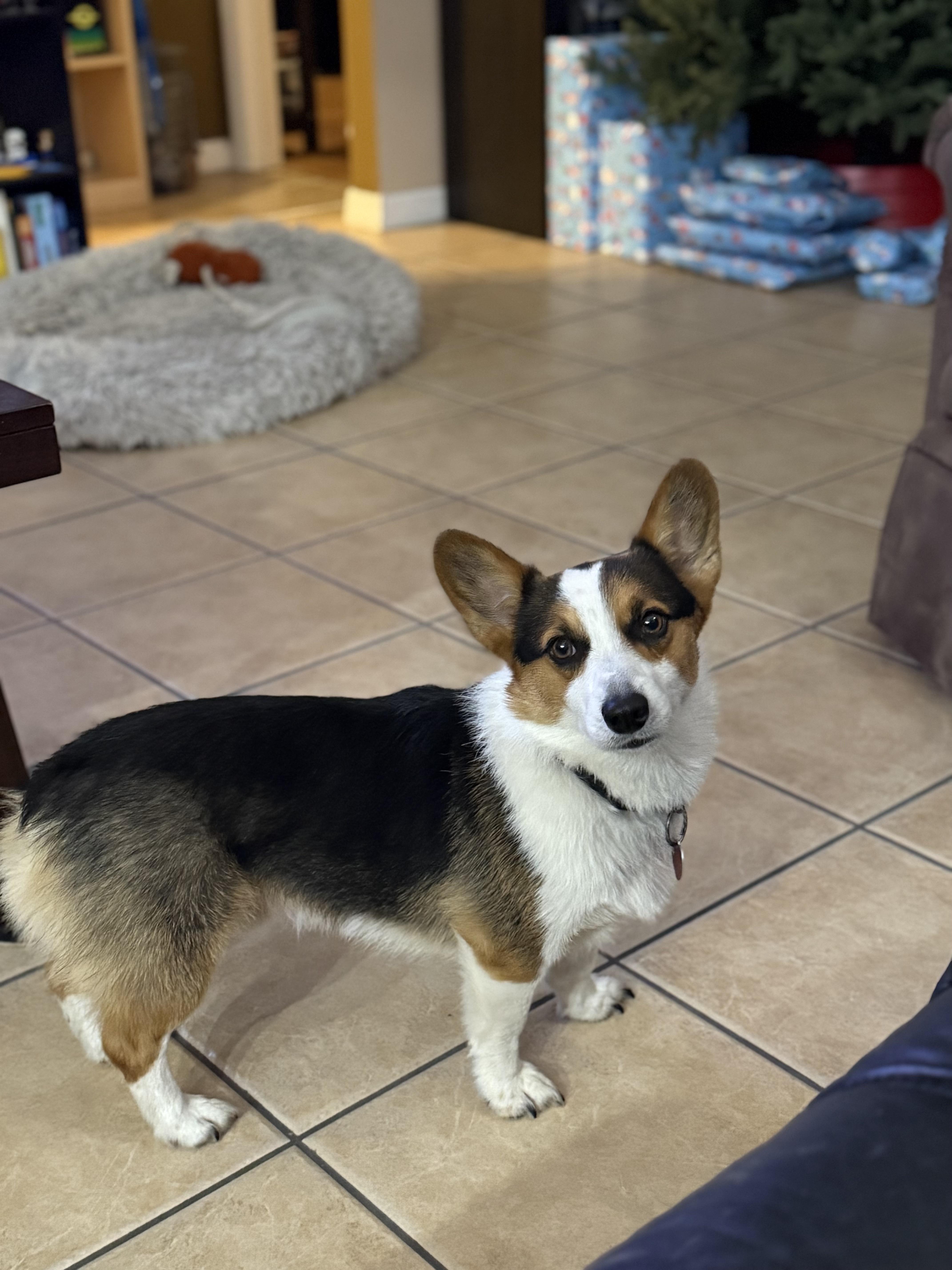 Montana , ADOPTABLE, Adult Female Pembroke Welsh Corgi.