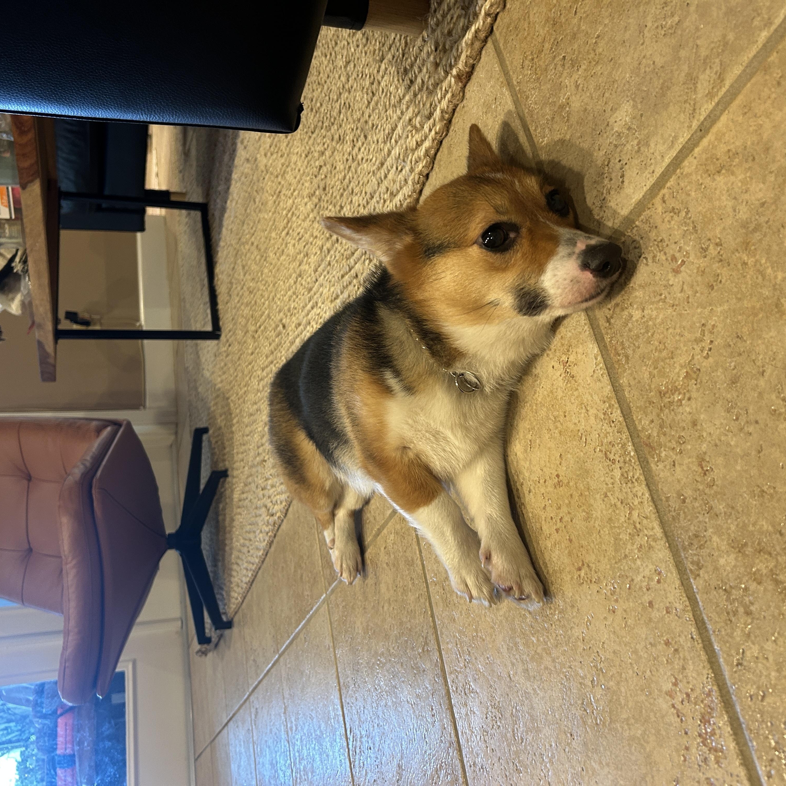 Montana , a ADOPTABLE Pembroke Welsh Corgi in Maitland, FL image 2/2