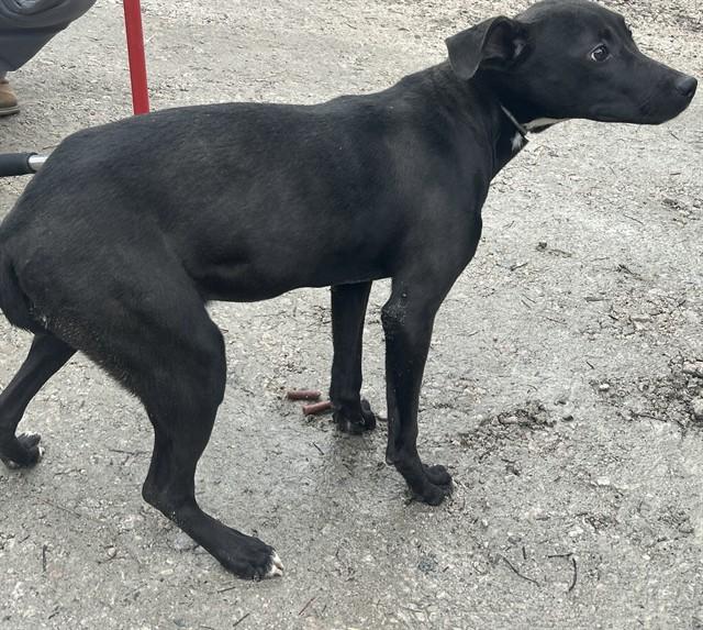 Enlarge ANNIE, a Adoptable mixed breed in Chester, SC image 1/1