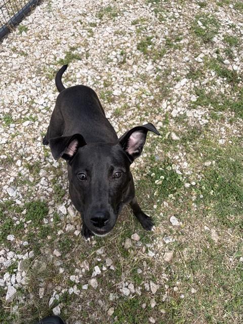 ANNIE, Adoptable, Young Female Labrador Retriever & American Staffordshire Terrier.