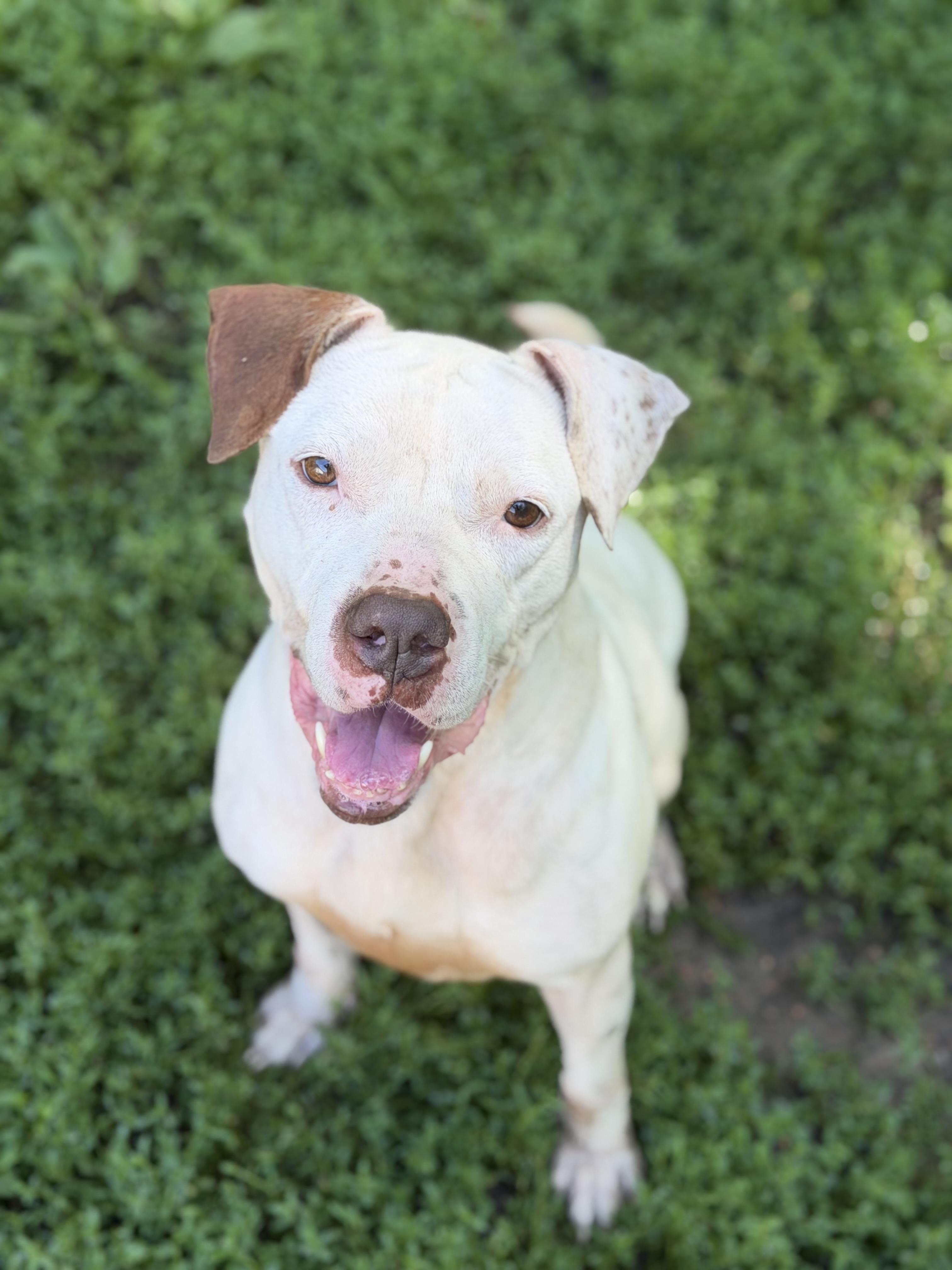 Enlarge Sissy, a ADOPTABLE mixed breed in North Huntingdon, PA image 2/3