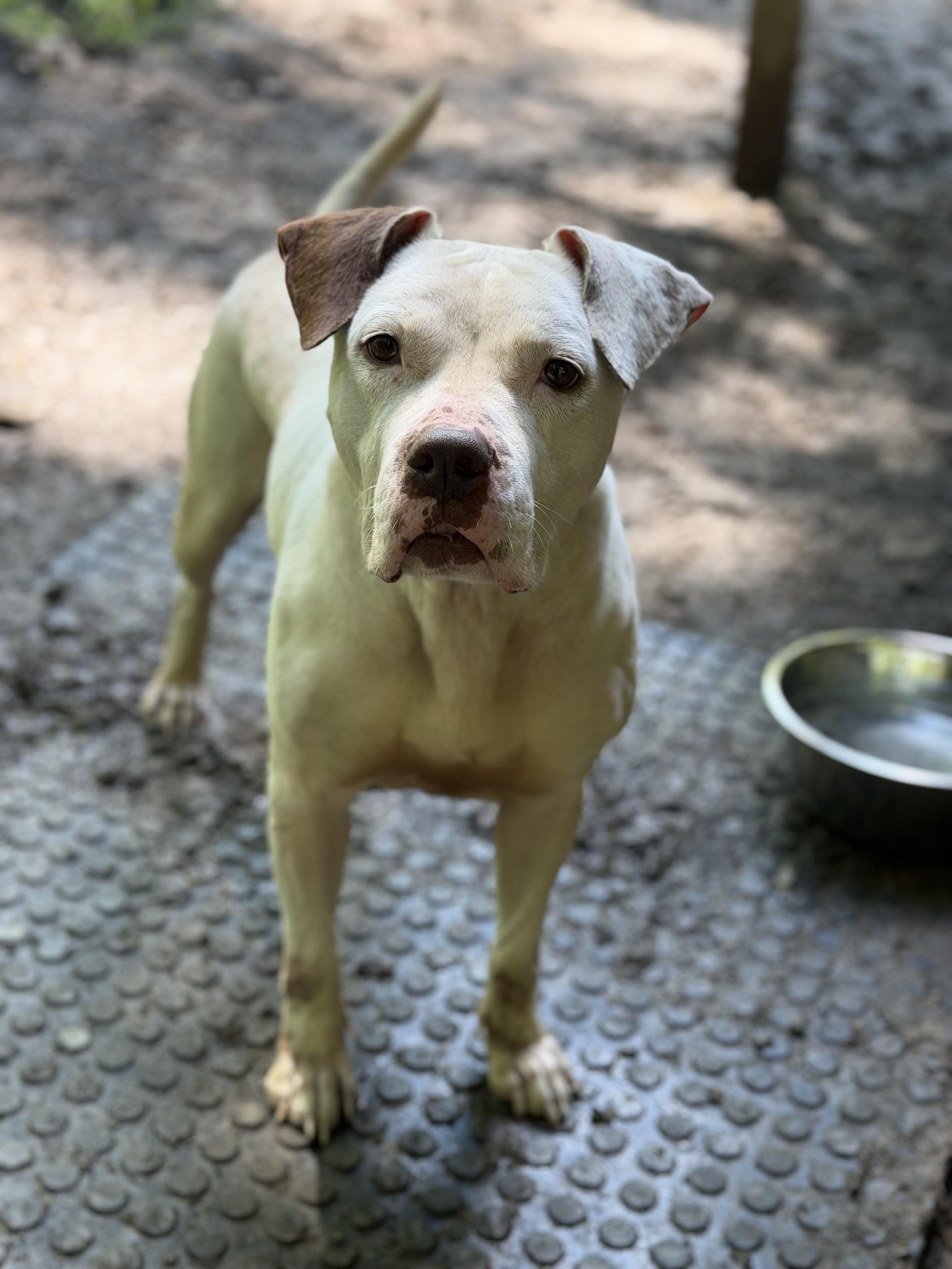 Enlarge Sissy, a ADOPTABLE mixed breed in North Huntingdon, PA image 3/3