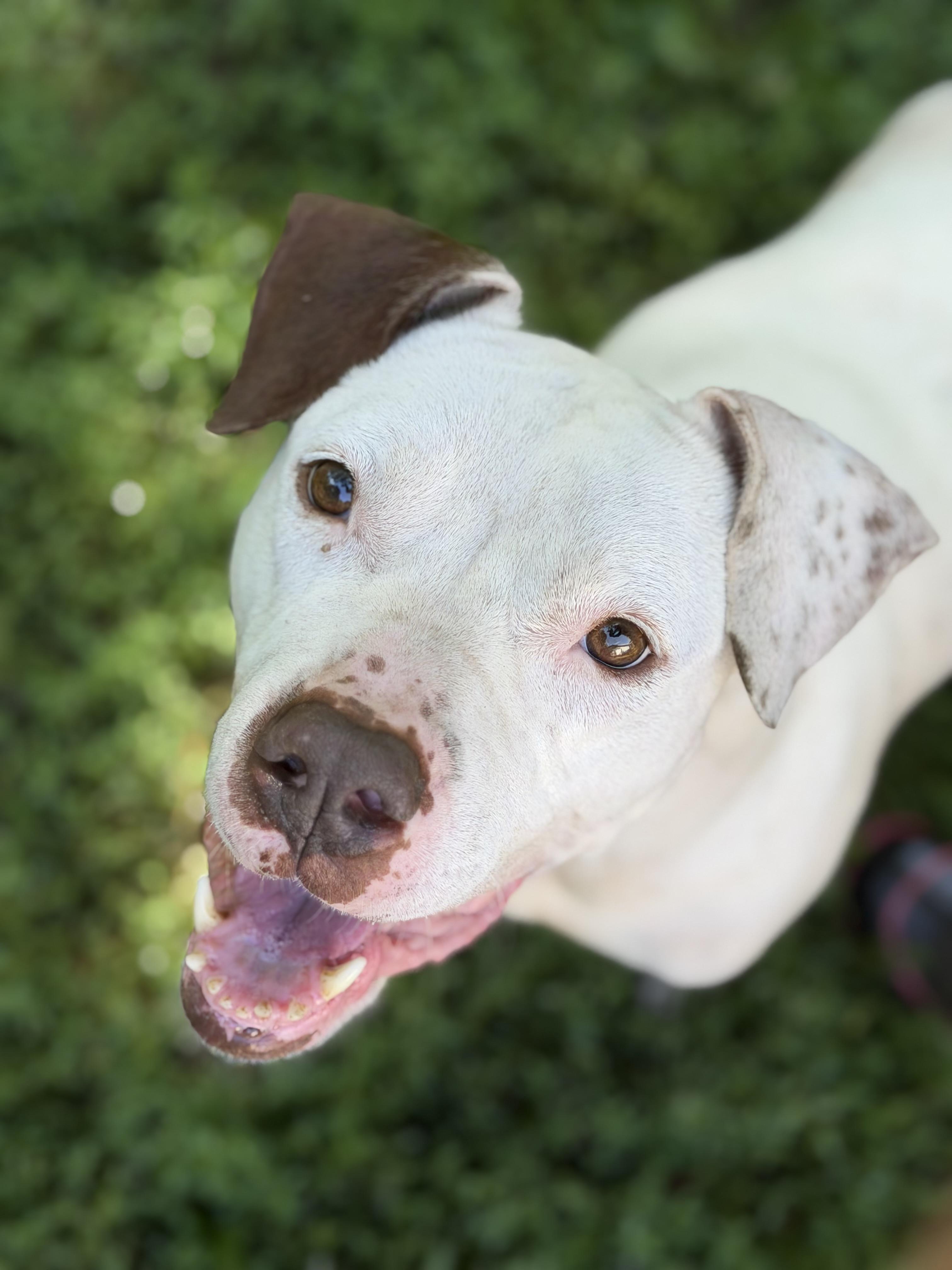 Sissy, ADOPTABLE, Adult Female Boxer.