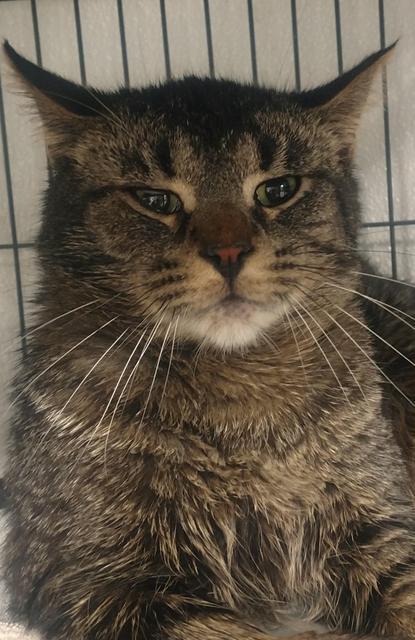 Enlarge Madison, a Adoptable mixed breed in Saginaw, MI image 1/2