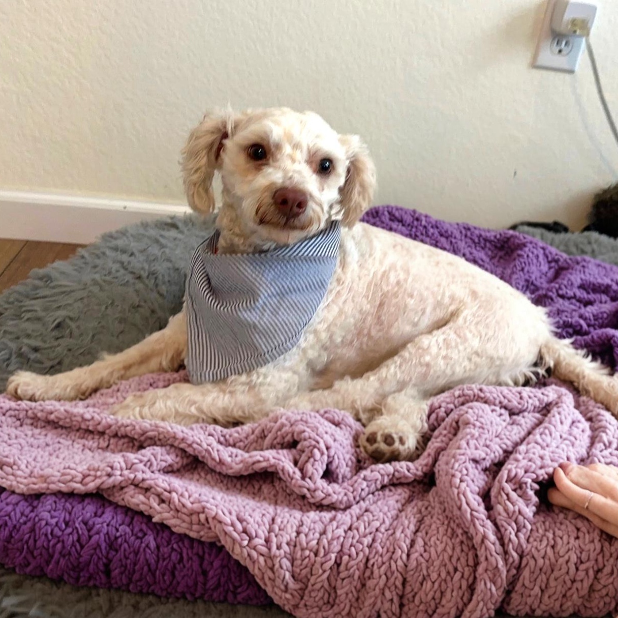 Miklo, adopted, Young Male Poodle & Mixed Breed.