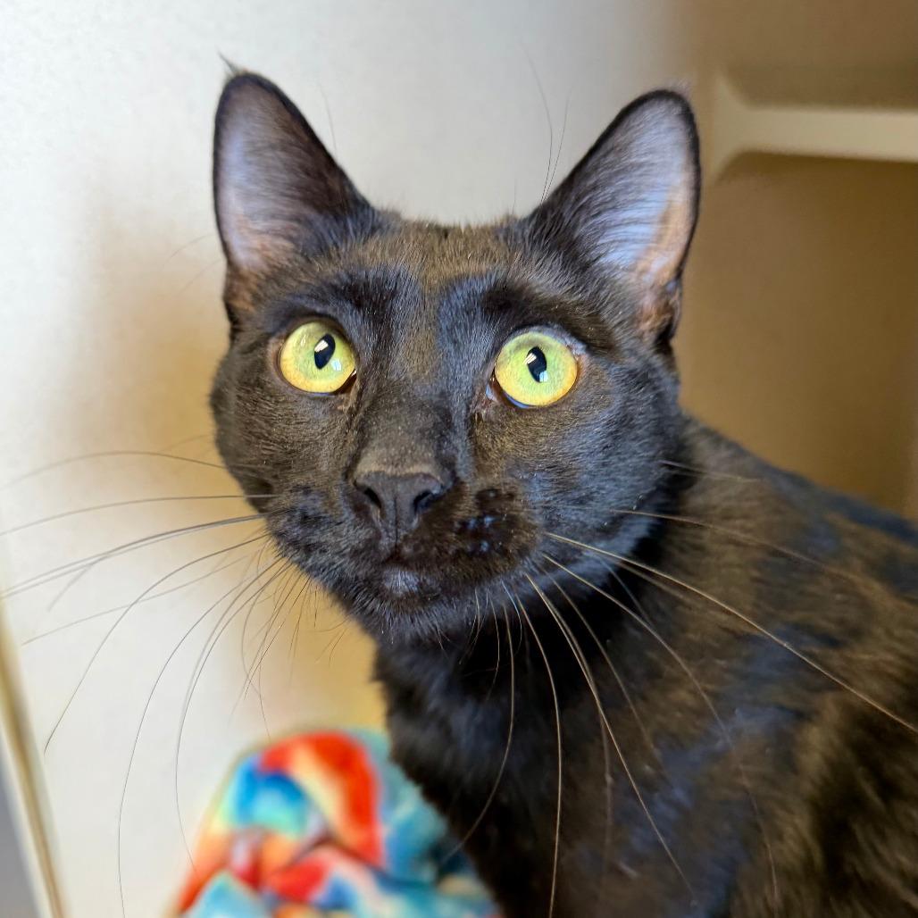 Enlarge Estefan, a Adoptable Domestic Short Hair in Pagosa Springs, CO image 1/1