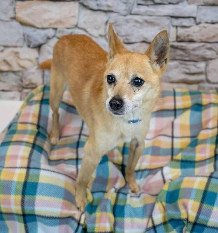 Wilfred, an adoptable Chihuahua, Spitz in Kennesaw, GA, 30144 | Photo Image 3