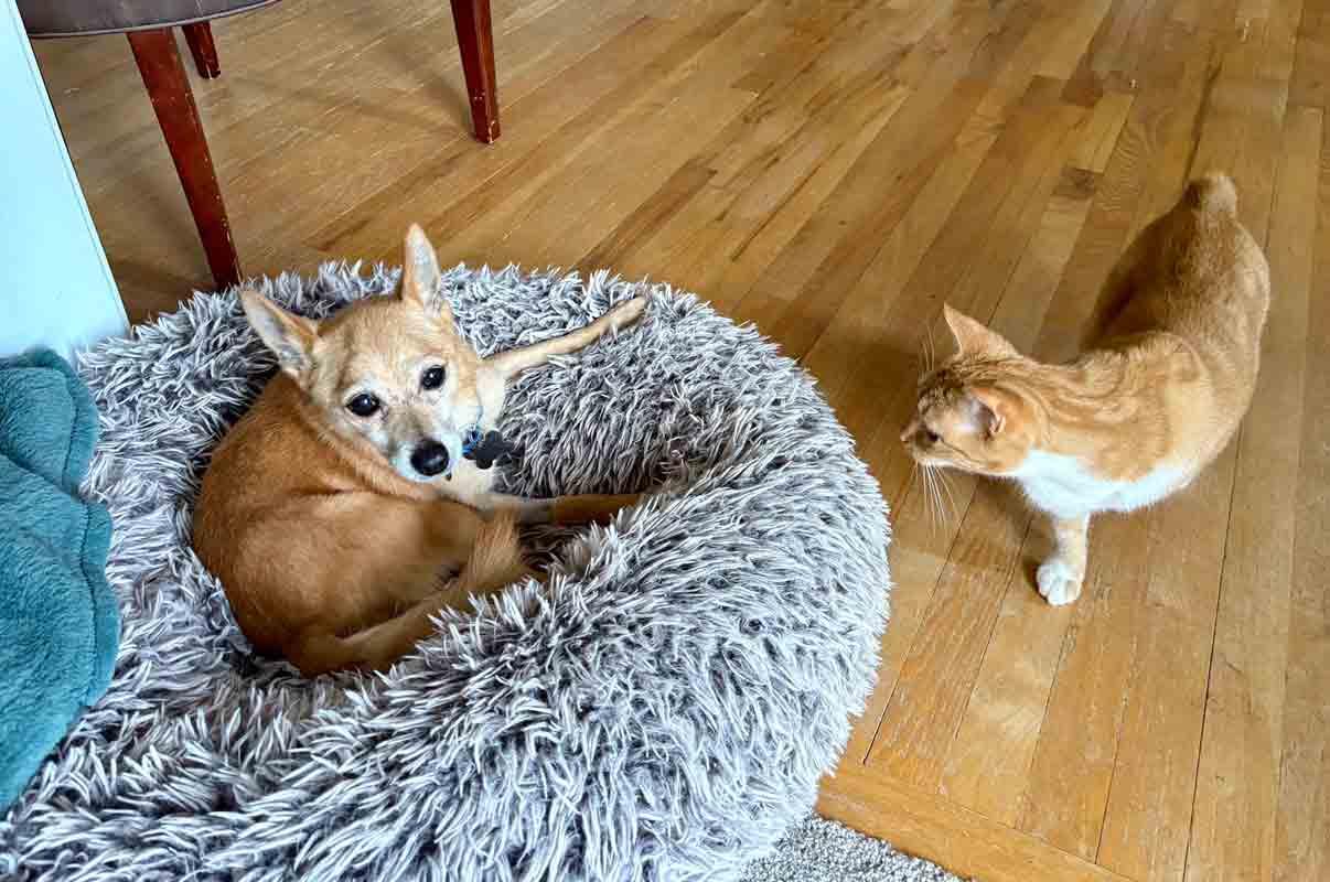 Wilfred, an adoptable Chihuahua, Spitz in Kennesaw, GA, 30144 | Photo Image 5