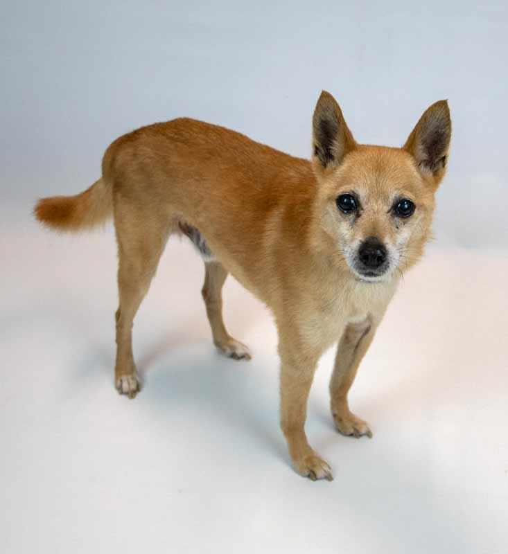 Enlarge Wilfred, a Adoptable mixed breed in Kennesaw, GA image 4/6