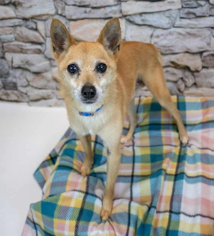 Wilfred, an adoptable Chihuahua, Spitz in Kennesaw, GA, 30144 | Photo Image 2