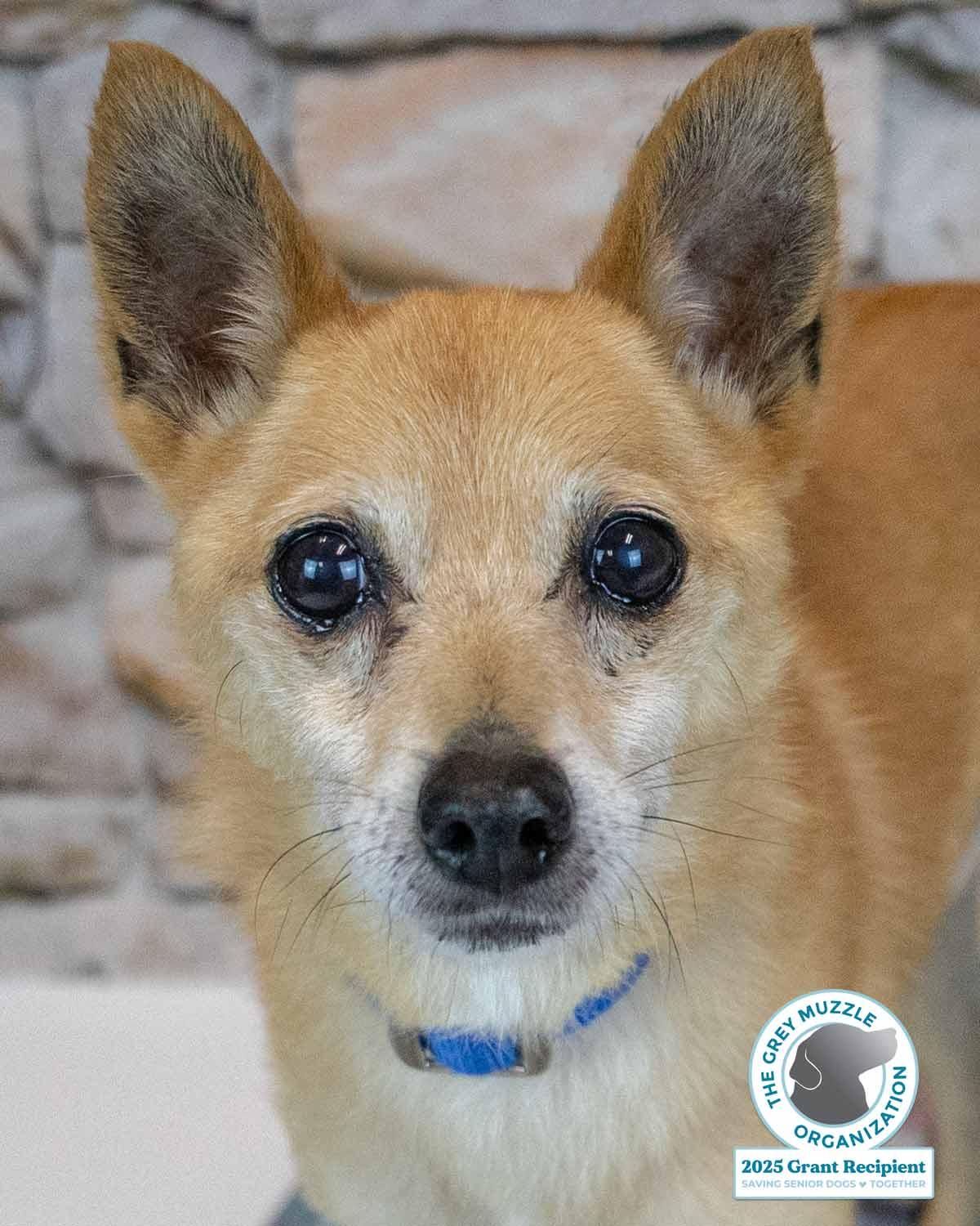 Wilfred, Adoptable, Senior Male Chihuahua & Spitz.