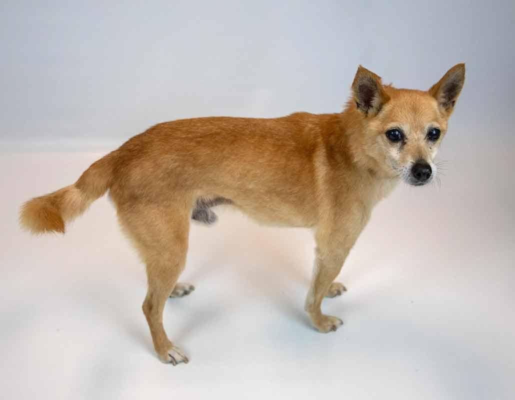 Wilfred, an adoptable Chihuahua, Spitz in Kennesaw, GA, 30144 | Photo Image 4