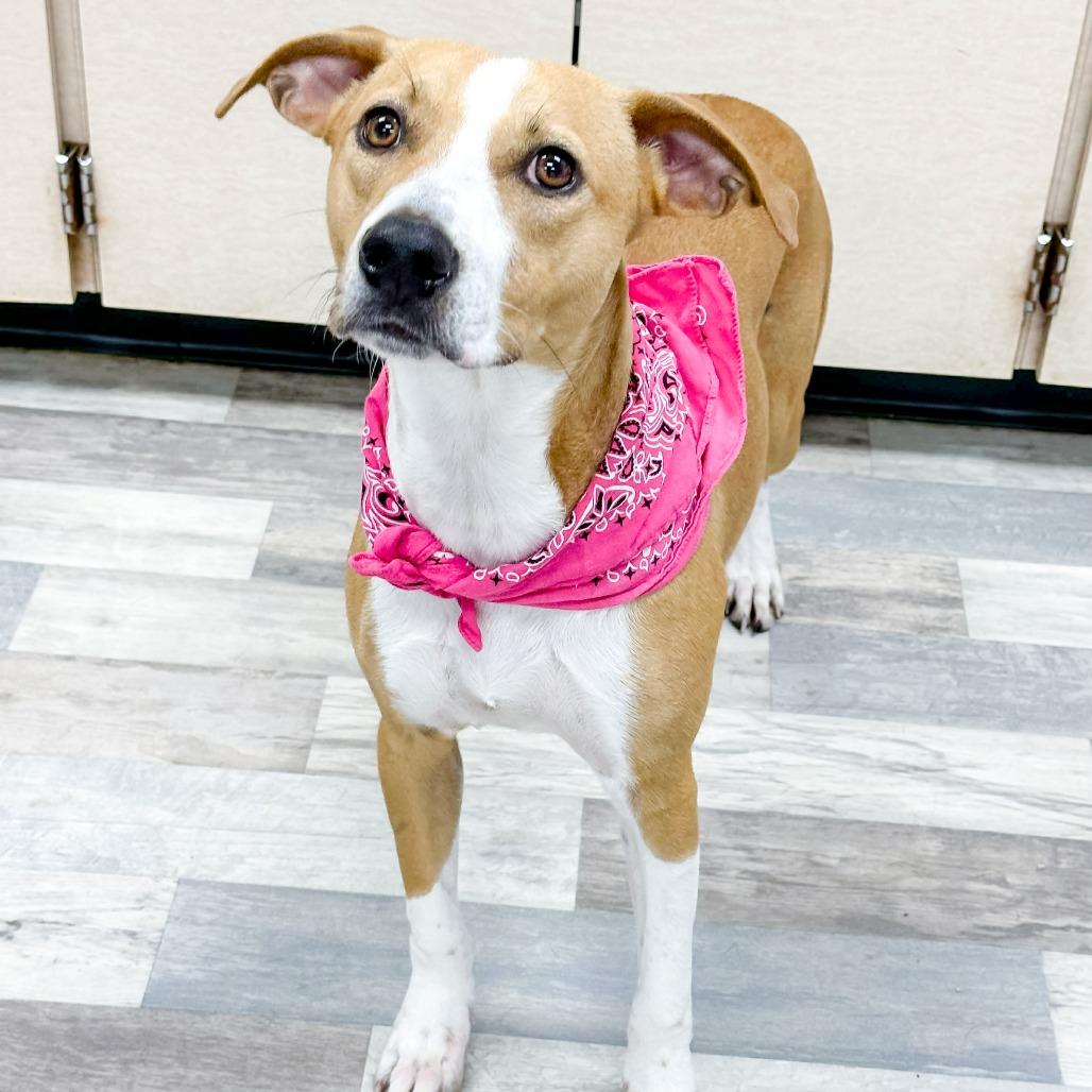 Roxanne, a Adoptable Mountain Cur in Lufkin, TX image 1/3