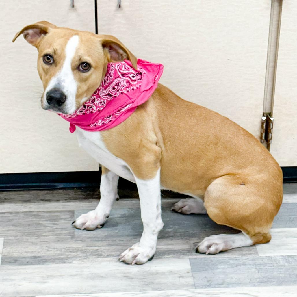 Roxanne, a Adoptable Mountain Cur in Lufkin, TX image 2/3