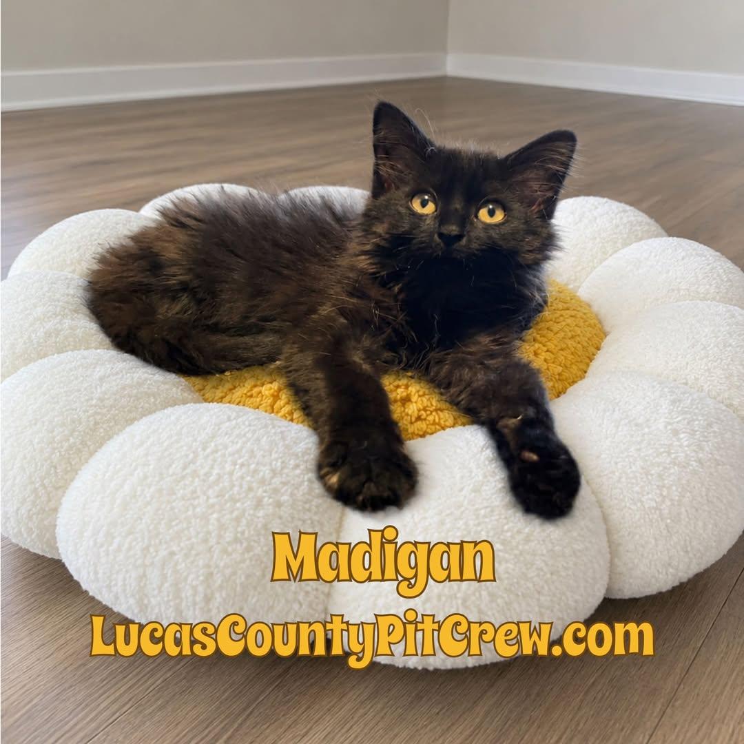Madigan, adopted, Kitten Female Domestic Long Hair.