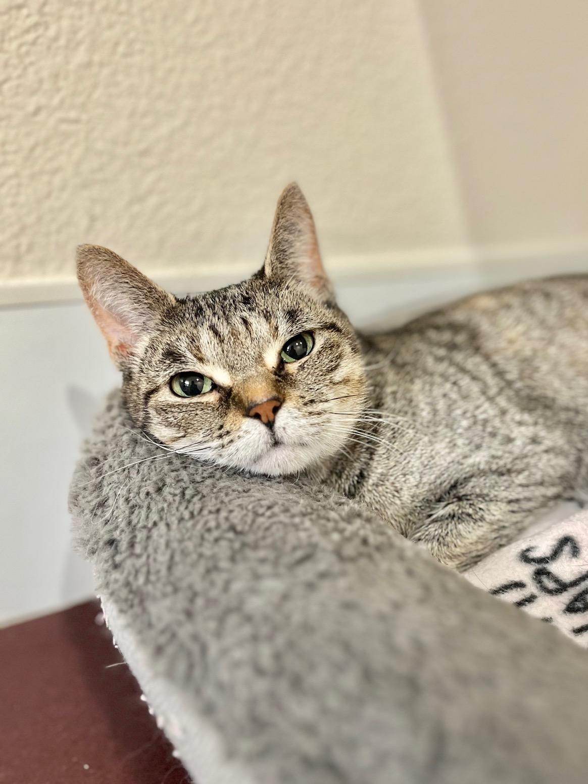 Enlarge Leah, an adopted Domestic Short Hair in Boise, ID image 1/1