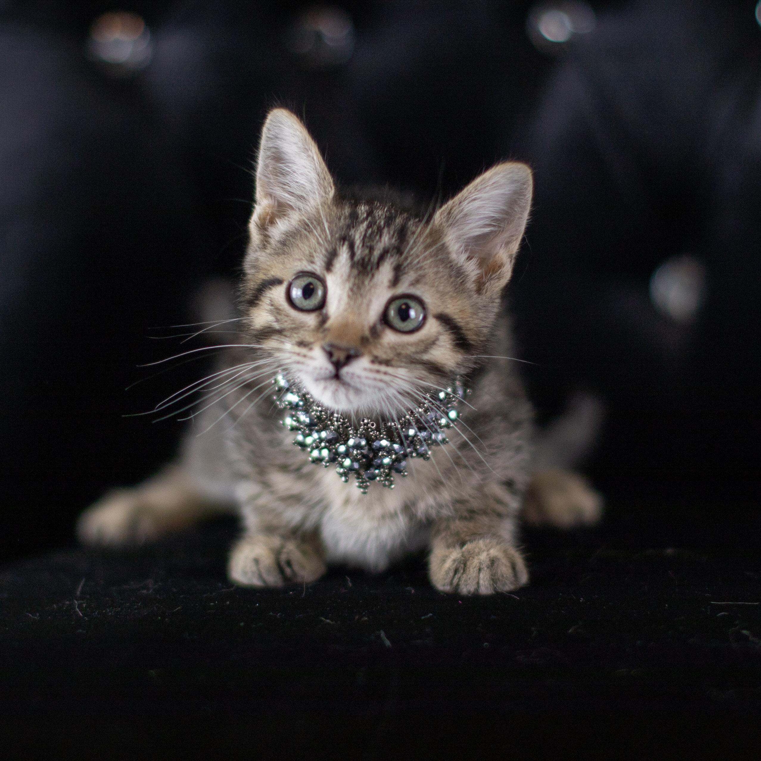 Emily, Baby Female Tabby