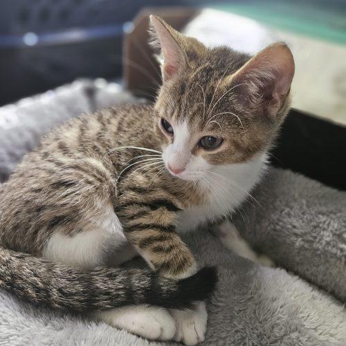 Birch, Adoptable, Kitten Male Domestic Short Hair.