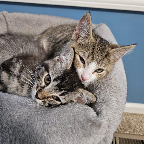 Enlarge Birch, a Adoptable Domestic Short Hair in Fishers, IN image 2/6