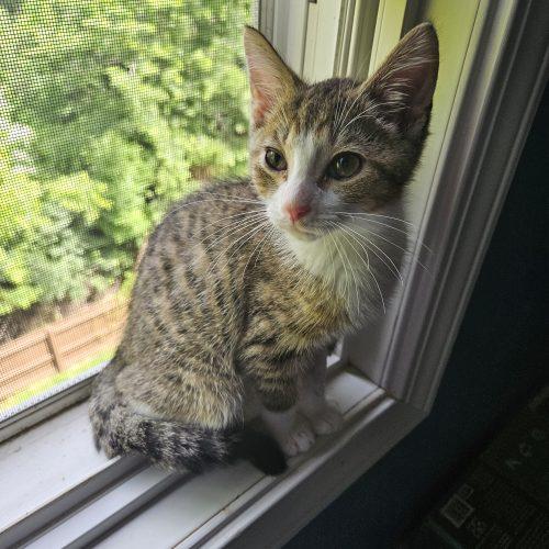 Enlarge Birch, a Adoptable Domestic Short Hair in Fishers, IN image 3/6