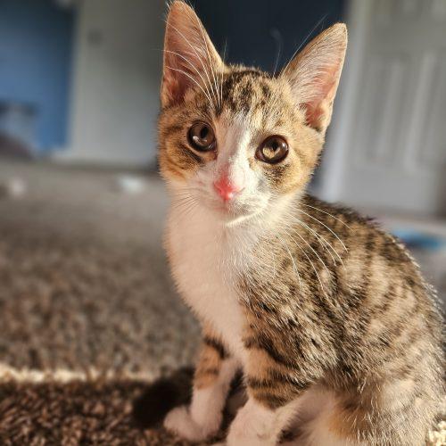 Enlarge Birch, a Adoptable Domestic Short Hair in Fishers, IN image 4/6