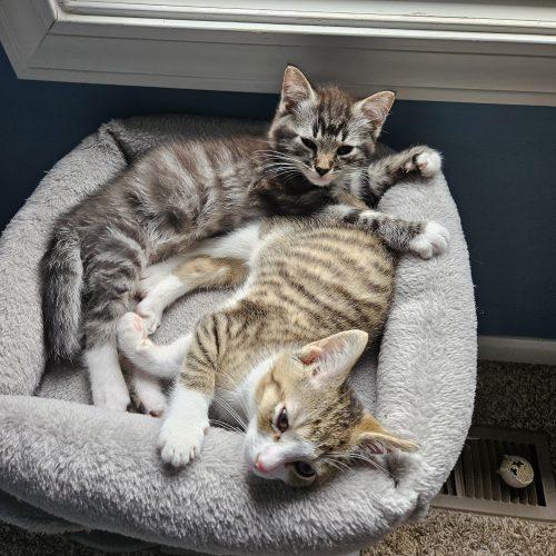 Enlarge Birch, a Adoptable Domestic Short Hair in Fishers, IN image 5/6