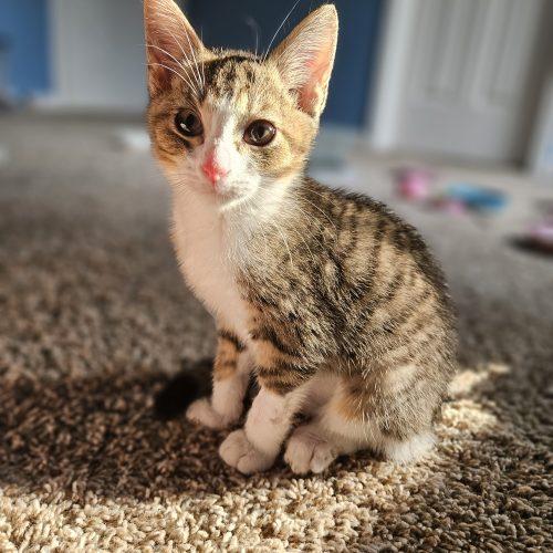 Enlarge Birch, a Adoptable Domestic Short Hair in Fishers, IN image 6/6