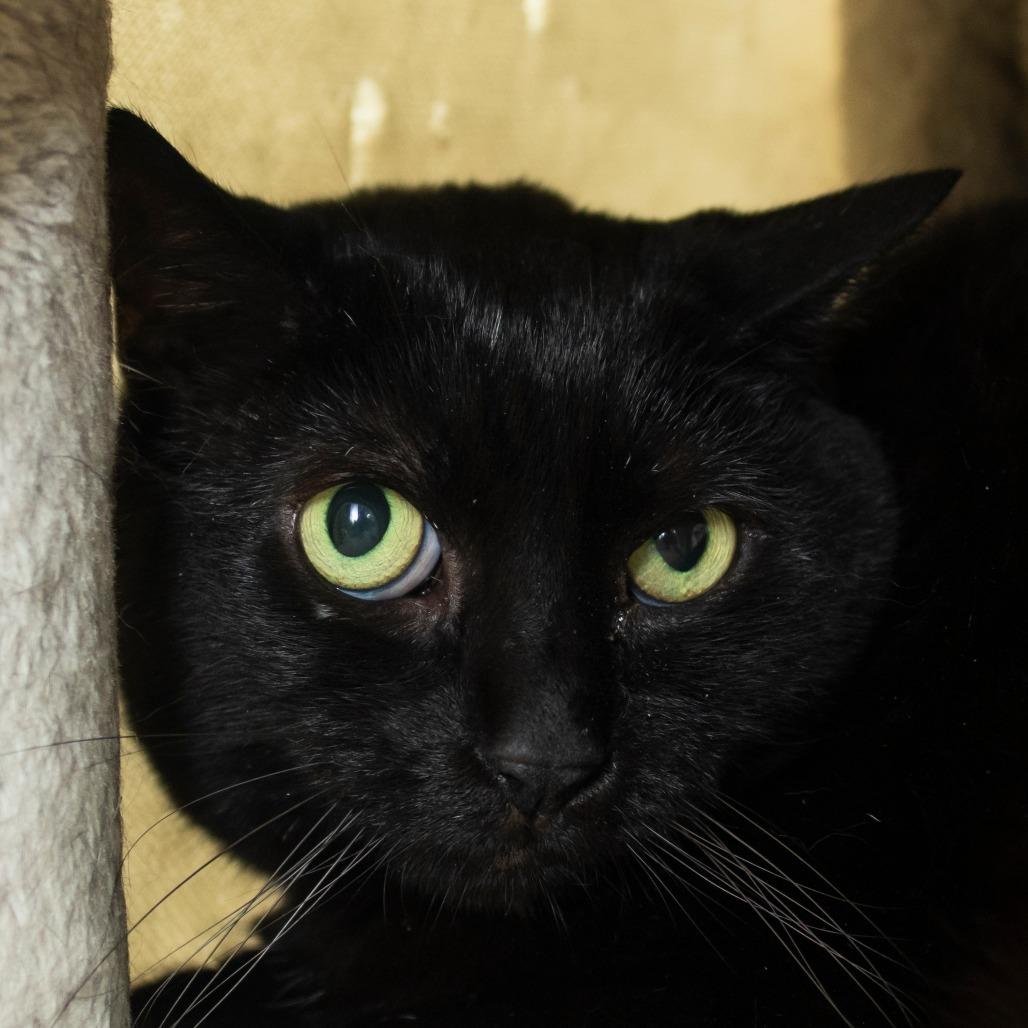 Edgar, Adoptable, Senior Male Domestic Short Hair.