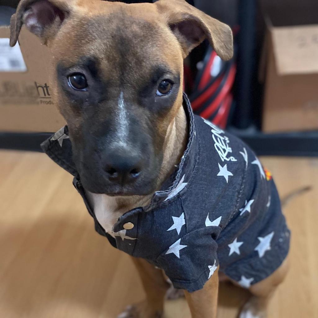 Baldwin Park, Adoptable, Adult Male Mixed Breed.